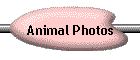 Animal Photos