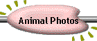 Animal Photos